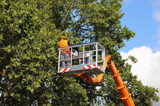 The Steps Involved in Our Tree Care Process in Great Neck Gardens, NY